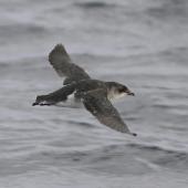 Common diving petrel. Southern diving petrel in flight, dorsal. Off Snares Islands, April 2013. Image &copy; Phil Battley by Phil Battley