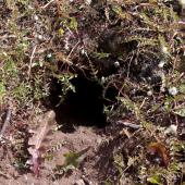 Whenua Hou diving petrel | Kuaka Whenua Hou. Breeding burrow. Ile aux Cochons, Iles Kerguelen, January 2016. Image &copy; Colin Miskelly by Colin Miskelly