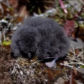 South Georgian diving petrel. Chick. Ile aux Cochons, Iles Kerguelen, January 2016. Image &copy; Colin Miskelly by Colin Miskelly