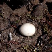 South Georgian diving petrel. Egg. Ile aux Cochons, Iles Kerguelen, January 2016. Image &copy; Colin Miskelly by Colin Miskelly