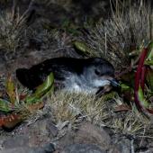 Whenua Hou diving petrel | Kuaka Whenua Hou. Adult at breeding colony. Ile aux Cochons, Iles Kerguelen, January 2016. Image &copy; Colin Miskelly by Colin Miskelly
