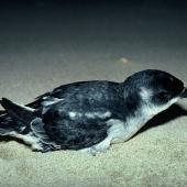 South Georgian diving petrel. Adult on sandy beach. Codfish Island, September 1978. Image &copy; Department of Conservation (image ref: 10036935) by David Garrick Courtesy of Department of Conservation