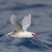 Red-tailed tropicbird. Subadult in flight. North end of Lord Howe Island, April 2019. Image &copy; Ian Wilson 2019 birdlifephotography.org.au by Ian Wilson