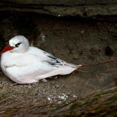 Red-tailed tropicbird | Amokura. Adult on nest site. Macauley Island, December 1988. Image &copy; Graeme Taylor by Graeme Taylor