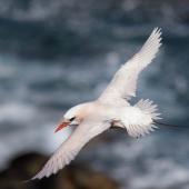 Red-tailed tropicbird | Amokura. Adult in flight. Kingston, Norfolk Island, December 2016. Image &copy; Lindsay Hansch 2018 birdlifephotography.org.au by Lindsay Hansch