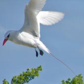 Red-tailed tropicbird. Adult coming to land. Cook Islands, August 2006. Image &copy; John Flux by John Flux