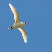 Red-tailed tropicbird. Ventral view of adult in flight. Hawai`i - Island of Kaua`i, July 2012. Image &copy; Jim Denny by Jim Denny http://www.kauaibirds.comhttp://www.flickr.com/photos/hawaiibirds/