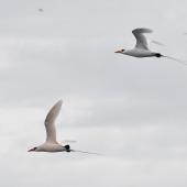 Red-tailed tropicbird. An adult pair in flight (one a slight pink suffusion). Meyer Islands (Kermadecs), March 2021. Image &copy; Scott Brooks (ourspot) by Scott Brooks