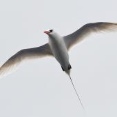 Red-tailed tropicbird | Amokura. Adult in flight. Meyer Islands (Kermadecs), April 2021. Image &copy; Scott Brooks (ourspot) by Scott Brooks