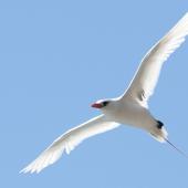 Red-tailed tropicbird | Amokura. Adult in flight. Norfolk Island, April 2012. Image &copy; Philip Griffin by Philip Griffin