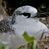 Red-tailed tropicbird. Fully-grown chick. Norfolk Island, April 2012. Image &copy; Philip Griffin by Philip Griffin