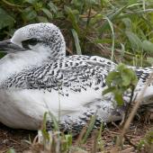 Red-tailed tropicbird. Fully-grown chick. Phillip Island, Off Norfolk Island, April 2012. Image &copy; Philip Griffin by Philip Griffin