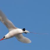 Red-tailed tropicbird | Amokura. Adult in flight. Norfolk Island, April 2012. Image &copy; Philip Griffin by Philip Griffin