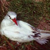 Red-tailed tropicbird. Adult at nest site. Macauley Island, Kermadec Islands, May 1982. Image &copy; Colin Miskelly by Colin Miskelly