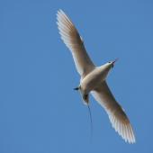 Red-tailed tropicbird. Ventral view of adult in flight. Raoul Island, Kermadec Islands. Image &copy; Gareth Rapley by Gareth Rapley