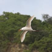 Red-tailed tropicbird | Amokura. Adult in flight. Raoul Island, Kermadec Islands. Image &copy; Gareth Rapley by Gareth Rapley