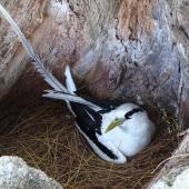 White-tailed tropicbird. Adult on nest. Bird Island, Seychelles, October 2008. Image &copy; Glenn McKinlay by Glenn McKinlay