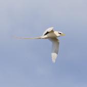 White-tailed tropicbird. Adult in flight. Ile Europa, Mozambique Channel, November 2008. Image &copy; James Russell by James Russell