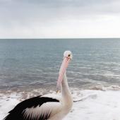 Australian pelican | Perikana. Adult. Hervey Bay, Queensland, Australia, August 2002. Image &copy; Joke Baars by Joke Baars