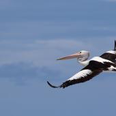 Australian pelican | Perikana. Adult in flight. Sharpes Beach near Ballina, New South Wales, March 2016. Image &copy; Bruce McNaughton 2016 birdlifephotography.org.au by Bruce McNaughton
