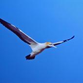 Cape gannet. Adult in flight showing all black tail feathers and pale orange-yellow head. Malgas Island, South Africa, May 1979. Image &copy; Peter Frost by Peter Frost