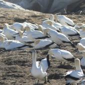 Cape gannet. Adults. Bird Island, Lamberts Bay, South Africa, June 2016. Image &copy; Heather Smithers by Heather Smithers