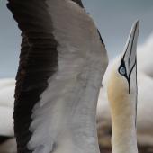 Cape gannet. Adult. Cape Danger, Portland, Victoria, January 2015. Image &copy; John Fennell by John Fennell