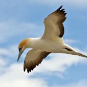Australasian gannet. Adult in flight looking down. Farewell Spit colony, Golden Bay, November 2012. Image &copy; Rebecca Bowater FPSNZ by Rebecca Bowater  FPSNZ www.floraandfauna.co.nz&nbsp;&nbsp;&nbsp;
