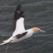 Australasian gannet. Adult defaecating in flight. Muriwai, November 2011. Image &copy; Philip Griffin by Philip Griffin