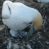 Australasian gannet | Tākapu. Adult preening chick. Cape Kidnappers, Plateau colony, January 2010. Image &copy; Steffi Ismar by Steffi Ismar Courtesy of&nbsp;S. Ismar.