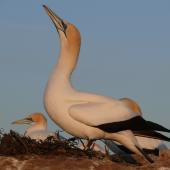 Australasian gannet. Skypointing. Cape Kidnappers, Plateau colony, October 2009. Image &copy; Steffi Ismar by Steffi Ismar Courtesy of S. Ismar.