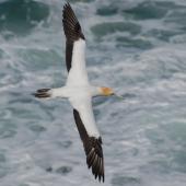 Australasian gannet. Dorsal view of adult in flight. Muriwai, January 2009. Image &copy; Peter Reese by Peter Reese