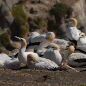 Australasian gannet. Adults with chicks. Muriwai, January 2009. Image &copy; Peter Reese by Peter Reese