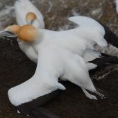Australasian gannet. Pair mating. Muriwai, October 2011. Image &copy; Peter Reese by Peter Reese