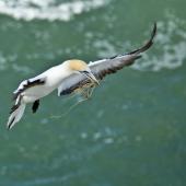 Australasian gannet | Tākapu. In flight with nesting material. Muriwai. Image &copy; Eugene Polkan by Eugene Polkan