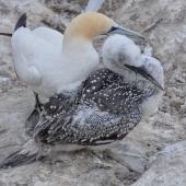 Australasian gannet | Tākapu. Adult with fully-grown chick at nest. Muriwai, February 2015. Image &copy; Marie-Louise Myburgh by Marie-Louise Myburgh