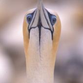 Australasian gannet. Front view of adult gannet. Muriwai. Image &copy; Terry Greene by Terry Greene