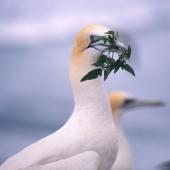Australasian gannet. Adult with nesting material. Muriwai. Image &copy; Terry Greene by Terry Greene
