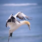 Australasian gannet. Adult gannet landing at colony. 1995. Image &copy; Terry Greene by Terry Greene