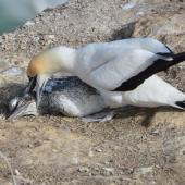 Australasian gannet | Tākapu. Mother trying to prod life into her dead chick. Muriwai gannet colony, May 2016. Image &copy; Marie-Louise Myburgh by Marie-Louise Myburgh