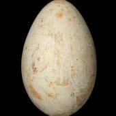 Australasian gannet | Tākapu. Egg 74.4 x 47.5 mm (NMNZ OR.007117, collected by Reginald Oliver). White Island, December 1912. Image &copy; Te Papa by Jean-Claude Stahl