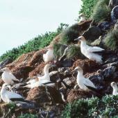 Australasian gannet. New Zealand's southernmost gannet colony. Little Solander Island, July 1985. Image &copy; Colin Miskelly by Colin Miskelly