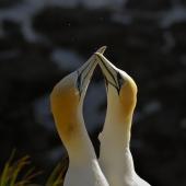 Australasian gannet. Adults fencing. Muriwai, Auckland. Image &copy; Eugene Polkan by Eugene Polkan