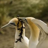 Australasian gannet. Courtship. Muriwai. Image &copy; Eugene Polkan by Eugene Polkan