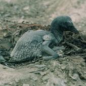 Australasian gannet | Tākapu. Young chick in nest. White Island, Bay of Plenty, November 1972. Image &copy; Department of Conservation (image ref: 10041855) by Chris Smuts-Kennedy, Department of Conservation Courtesy of Department of Conservation