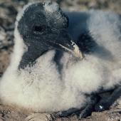 Australasian gannet. Chick c.3 weeks old. Cape Kidnappers. Image &copy; Department of Conservation (image ref: 10049386) by Chris Rudge, Department of Conservation Courtesy of Department of Conservation