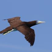 Brown booby. Adult male in flight. Michaelmas Cay, Queensland, December 2018. Image &copy; William Betts 2019 birdlifephotography.org.au by William Betts