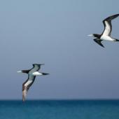 Brown booby. Two adults in flight. Cable Beach, Broome, Western Australia, August 2014. Image &copy; Roger Smith by Roger Smith