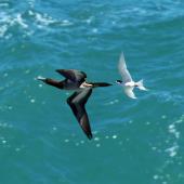 Brown booby. Immature in flight pursued by White-fronted Tern. Muriwai, December 2014. Image &copy; Duncan Watson by Duncan Watson