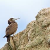Brown booby. Immature. Muriwai, March 2012. Image &copy; Neil Fitzgerald by Neil Fitzgerald www.neilfitzgeraldphoto.co.nz